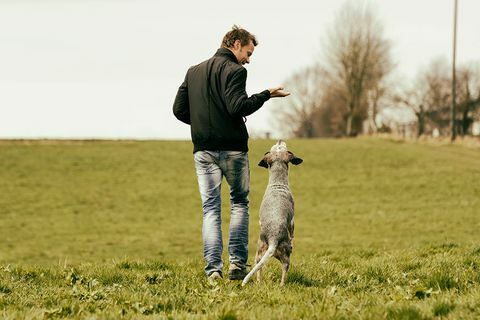 Poticanje kućnih pasa pomaže im da budu bolji u rješavanju problema - Savjeti za obuku pasa