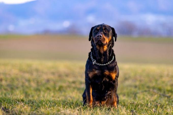 rottweiler sjedi u polju