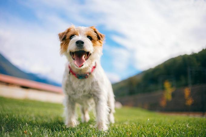 razigrani jack russell terijer pas s jezikom