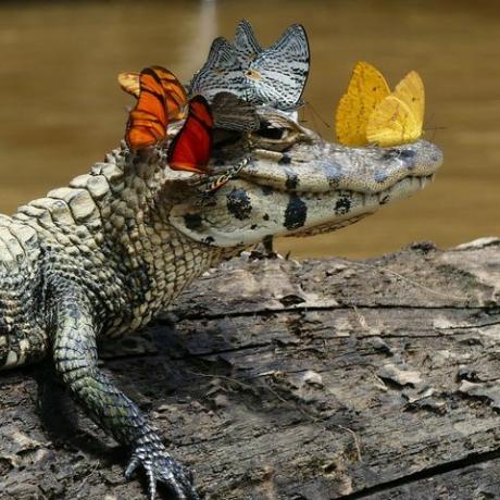 Ovaj maleni aligator nosi IRL Snapchat filtar