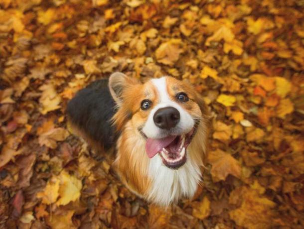 vrlo sretan, dugodlaki, pahuljasti pas pembroke welsh corgi sjedi u živopisnom jesenskom lišću, s jezikom koji mu visi sa strane usta u glupom osmijehu